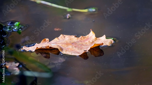 Фотография Autumn brown oak leaf floating in dark pond water closeup