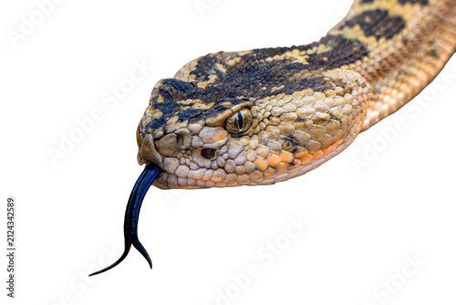 Canvastavla Rattle Snake Head with Forked Blue Tongue Extended On Transparent Background, Re