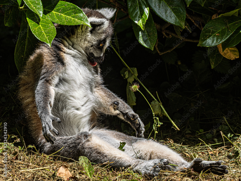 Naklejka premium Ring-tailed Lemur (Maki catta)