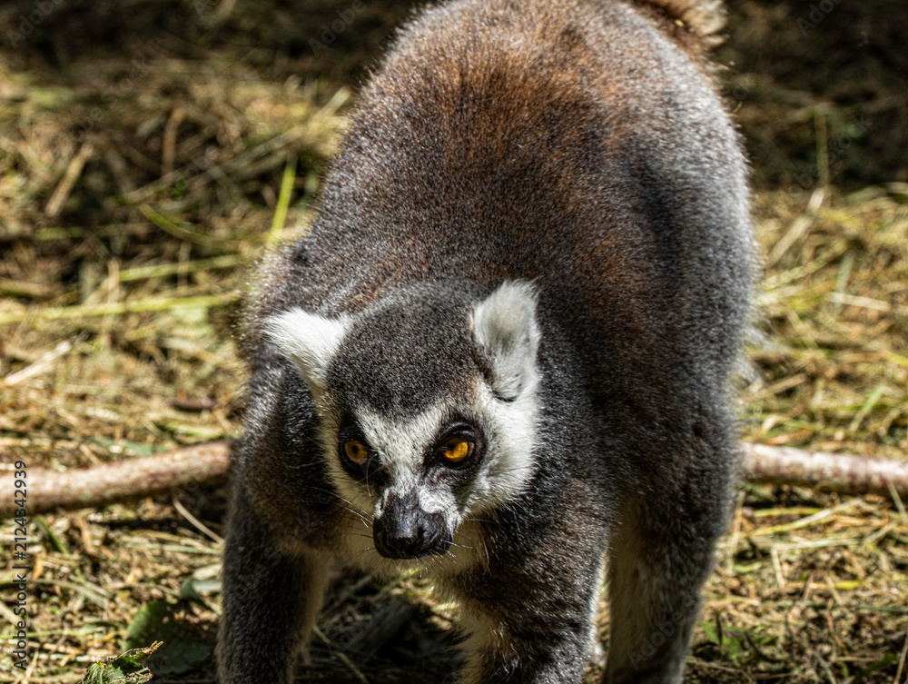 Naklejka premium Ring-tailed Lemur (Maki catta)