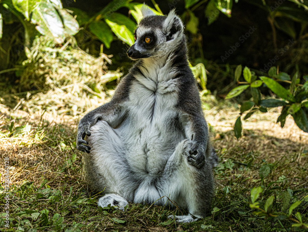 Naklejka premium Ring-tailed Lemur (Maki catta)