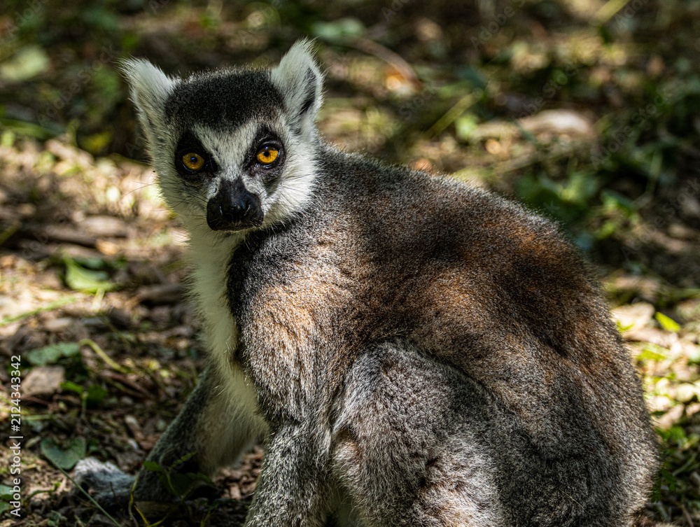 Naklejka premium Ring-tailed Lemur (Maki catta)