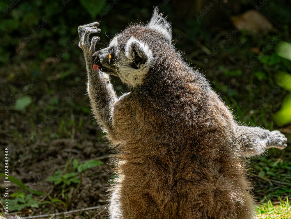 Naklejka premium Ring-tailed Lemur (Maki catta)