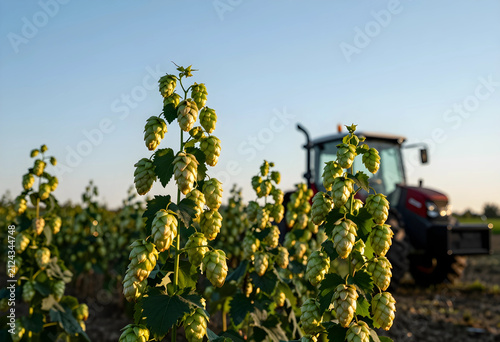 Green hop cones growing on ...
