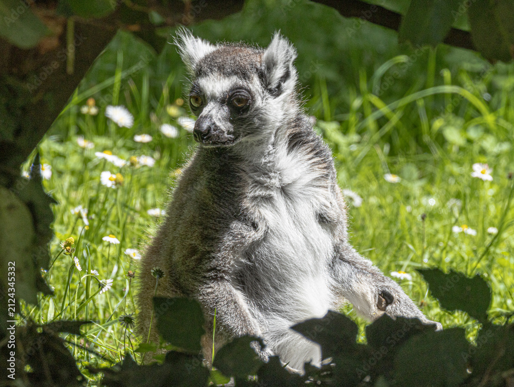 Naklejka premium Ring-tailed Lemur (Maki catta)