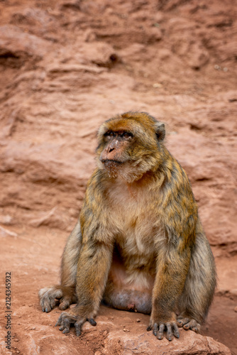 View of a Barbary macaque sitting on the rocky ground near the Ouzoud Waterfalls in Ouzoud, Beni Mellal-Khenifra, Morocco.