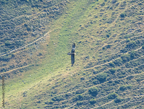 Canvas Print Griffon Vulture (Vautour fauve)