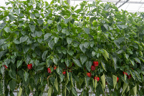 Obraz na plátně Growing of green or red bell sweet paprika  vegetables, rows of plants, processi
