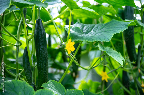 Foto Fresh farm cucumbers vegetables, harvesting, processing in greenhouse after harv