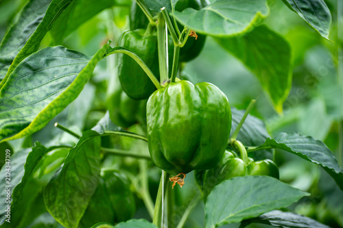Canvas Print Growing of green or red bell sweet paprika  vegetables, rows of plants, processi