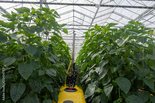 Quadro su tela Growing of green or red bell sweet paprika  vegetables, rows of plants, processi