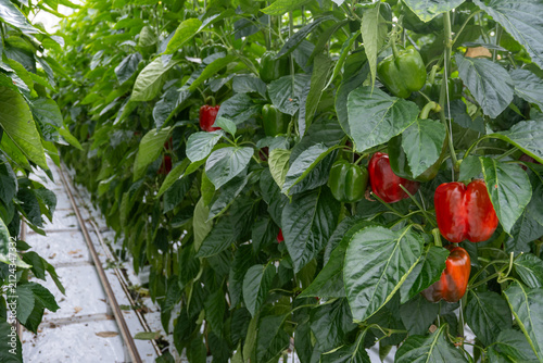 Foto Growing of green or red bell sweet paprika  vegetables, rows of plants, processi