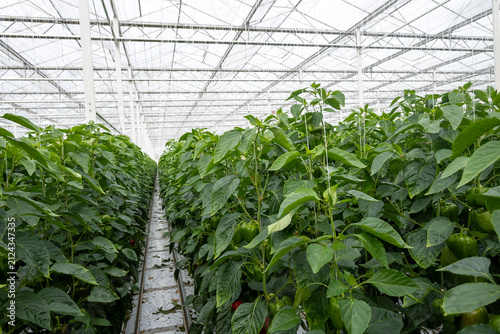 Konstfotografi Growing of green or red bell sweet paprika  vegetables, rows of plants, processi