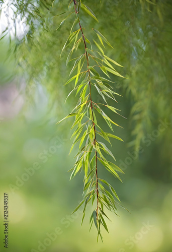 Fresh green willow tree bra...
