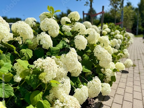 Foto Lush white hydrangea flowers bloom densely on bushes lining a paved walkway outdoors in bright daylight