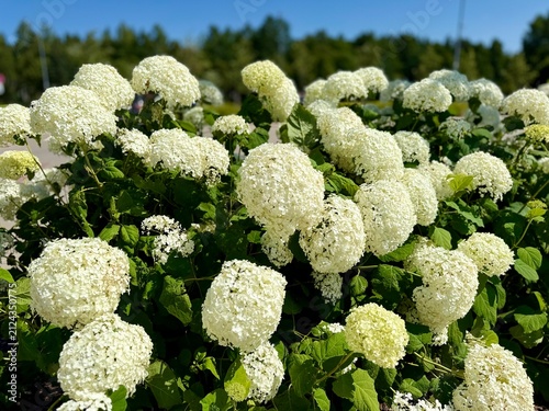 Foto Lush white hydrangea flowers bloom densely on bushes outdoors in bright daylight