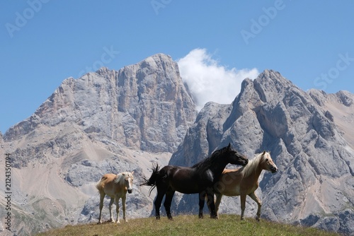 Three horses on an alpine meadow beneath the Dolomite mountains