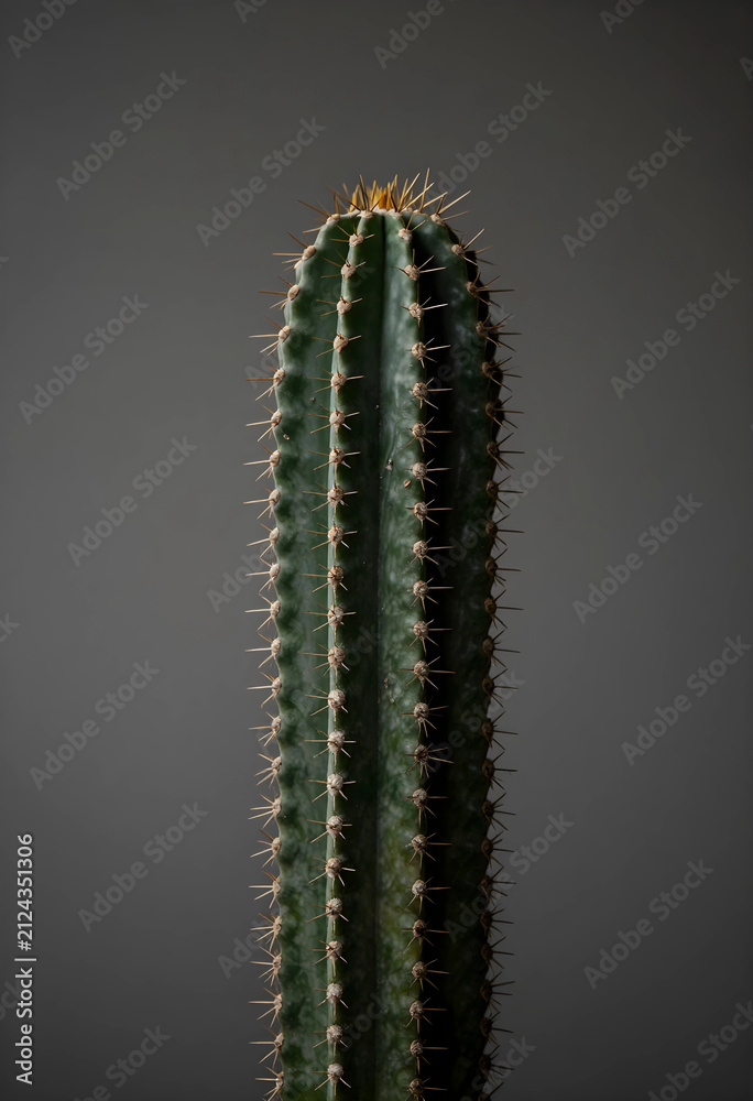 Fototapeta premium Tall green cactus with sharp spines against a dark gray background, desert plant and succulent