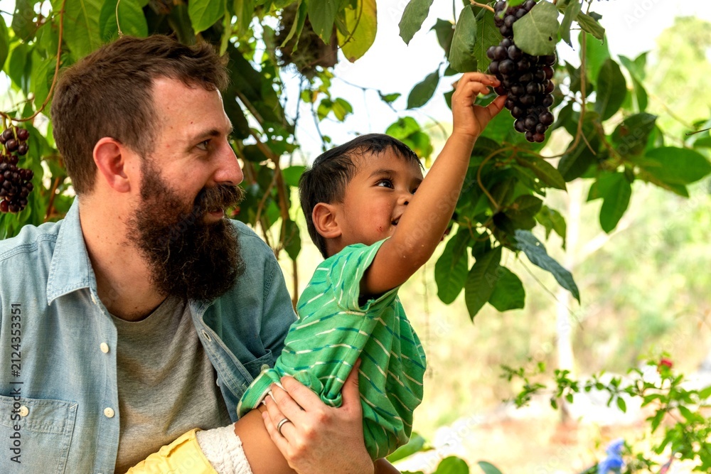 Obraz premium Father and child picking grapes.