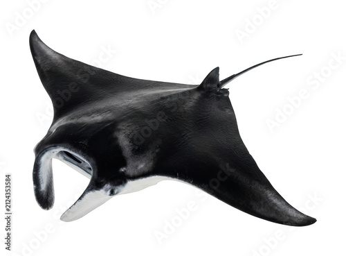 Obraz na płótnie Majestic manta ray png Giant manta ray cutout Graceful marine ray png Sleek aqua