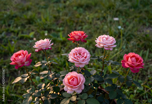 Pink and red rose flowers b...