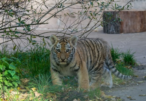 Photography Siberian tiger - baby
