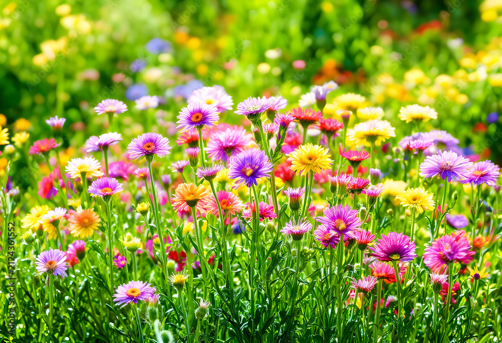 Fototapeta premium Colorful wildflower meadow with various blooming aster flowers in a sunny spring garden, nature and growth concept, the vibrant petals