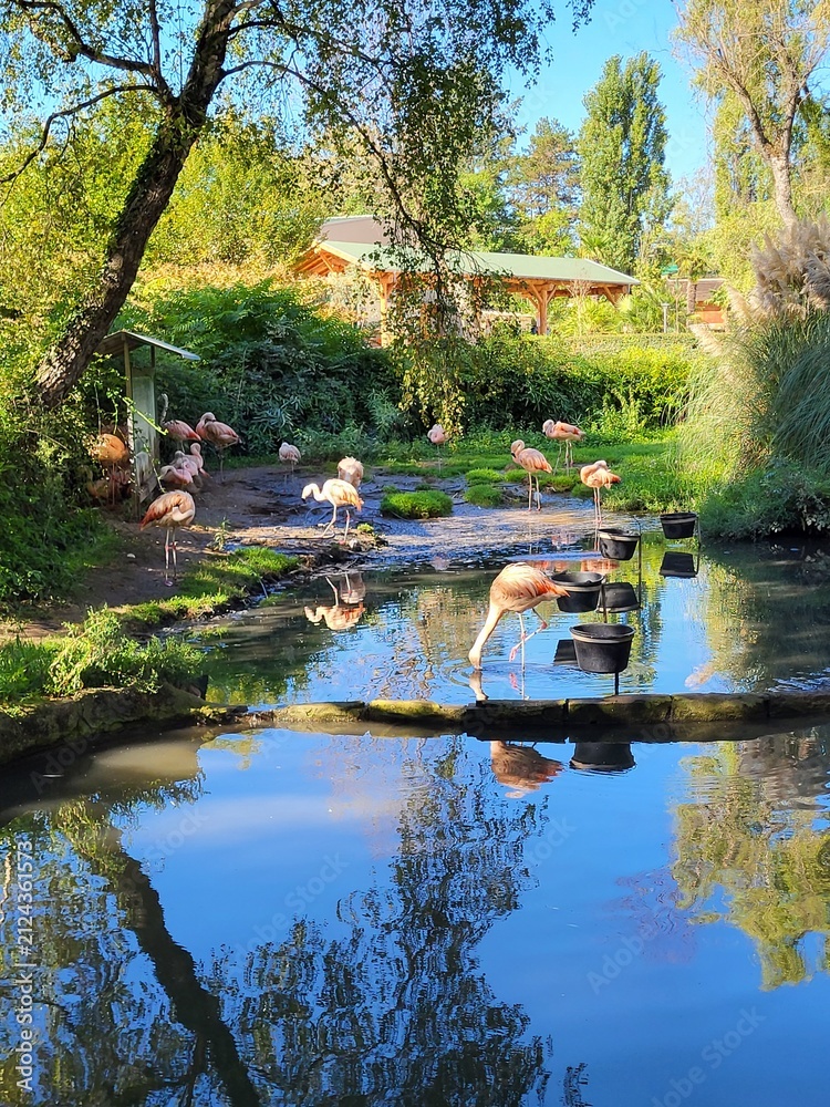 Naklejka premium Flamant rose