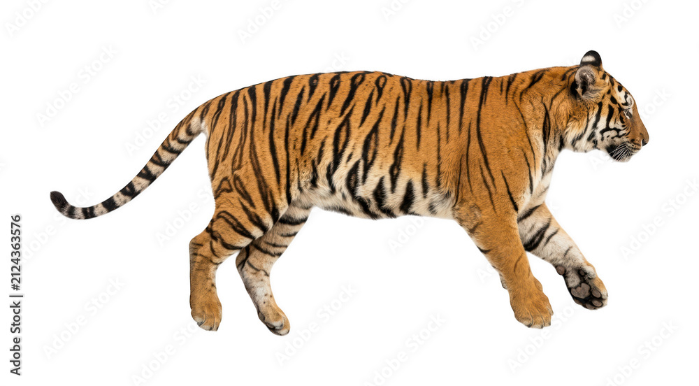 Obraz premium Walking tiger png Bengal tiger cutout Majestic tiger png Striped tiger cutout Wild tiger png Side tiger cutout Powerful tiger png Predator isolated transparent background image
