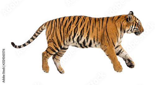 Canvas Print Walking tiger png Bengal tiger cutout Majestic tiger png Striped tiger cutout Wi
