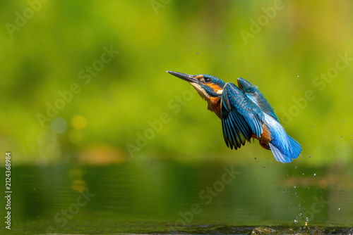 Photography Common Kingfisher (Alcedo atthis) flying and diving for fish in the forest in th