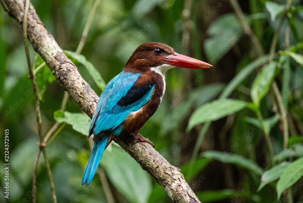Fototapeta premium Beautiful white throated kingfisher perched on forest tree branch
