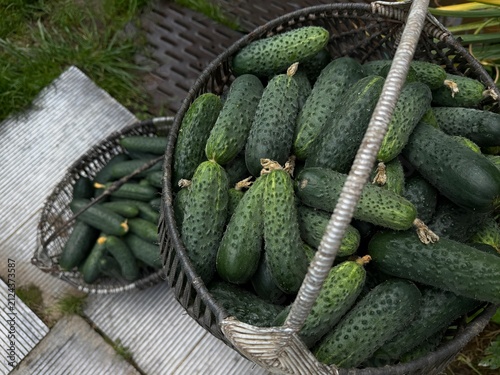 Фотография Freshly harvested cucumbers in baskets placed on a garden pathway during midday