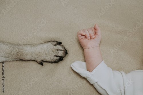 Close up of a pug paws and tiny baby feet resting on a soft beige blanket. The dog and baby feet interact. Concept of relationship between a child and pet. Happy lovely pet in family with child