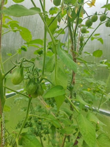 Green cherry and elongated tomatoes ripening in a backyard greenhouse, healthy organic vegetable cultivation