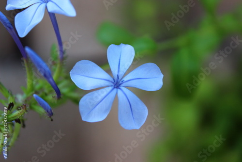 Canvastavla Light Blue Cape Plumbago Flower Close Up