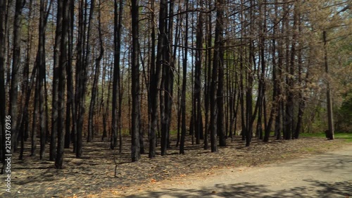 Tall, burnt-out pines and spruces stand densely in the forest, bare of leaves and branches. Animals and birds are absent, and the ground is covered in burnt needles.