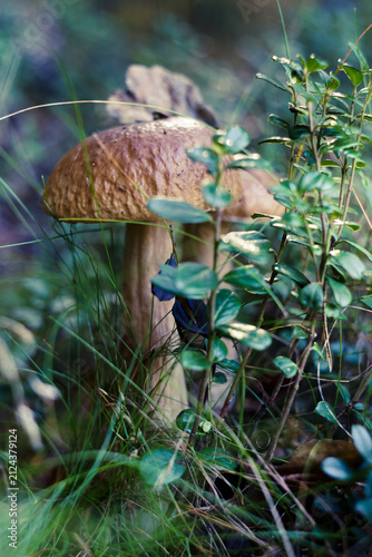 Mushroom Boletus (Leccinum versipelle) in the natural forest background, close-up, selective focus. Mushroom boletus - healthy and delicates food