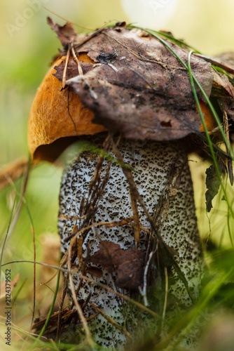 Mushroom Boletus (Leccinum versipelle) in the natural forest background, close-up, selective focus. Mushroom boletus - healthy and delicates food