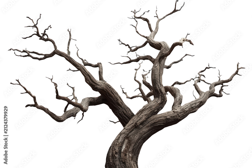 Fototapeta premium Large twisted bare dead tree