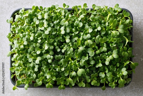Modern microgreen tray holds dense radish sprouts on clean surface