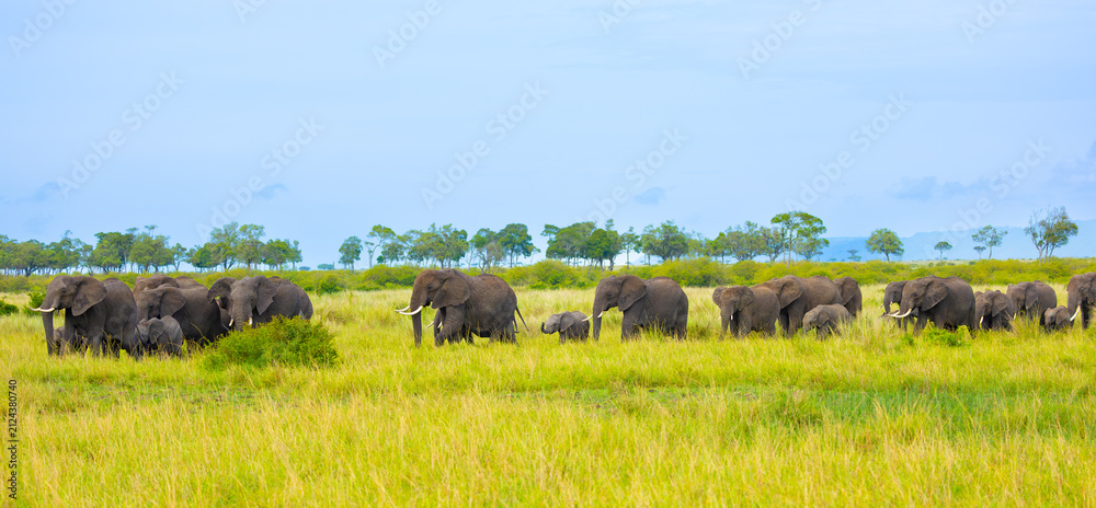 Fototapeta premium Elephants in Masai Mara. Masai Mara Game Reserve, Kenya, Africa.
