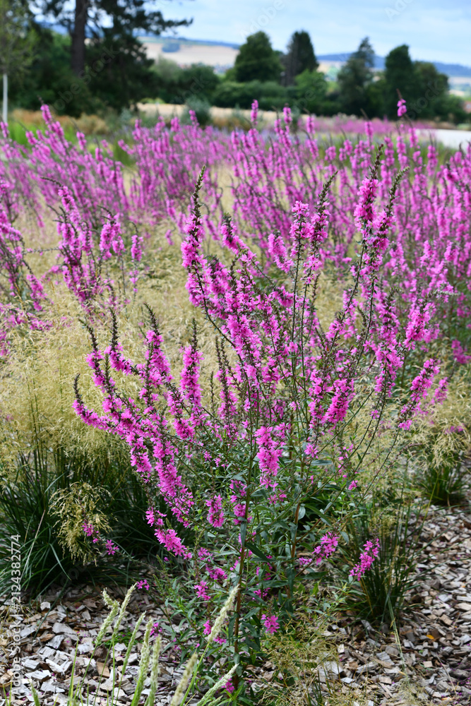 Obraz premium Blutweiderich mit magentafarbenen Blüten