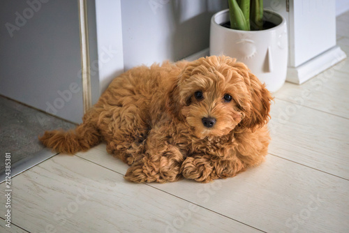 Maltipoo puppy lying on wooden floor at home