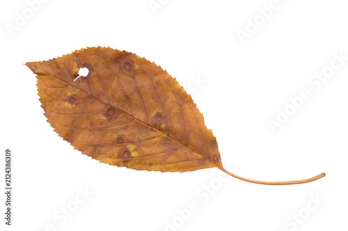 Fotografie Dark Spots on Brown Autumn Leaf Isolated Transparent PNG for Naturalist Field Gu
