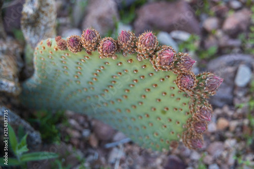 Flower buds on a cactus 