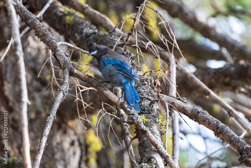 Stellar's Jay in a tree