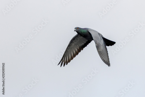 Foto Feral pigeon in flight against a pale sky