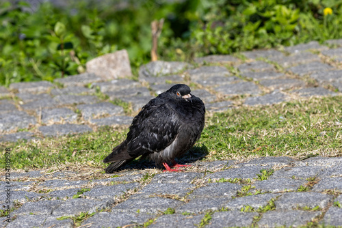 Foto Black feral pigeon on cobblestones