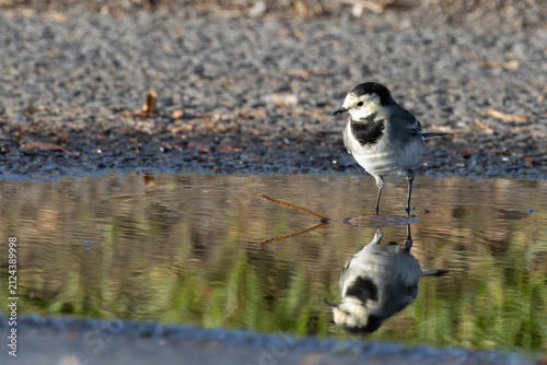 Fotografie Pied wagtail reflected in a puddle, Bull Island